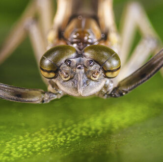 Das Geheimnis der unbekannten Fliege