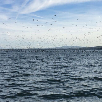 Kormoran – die Situation an den Jura-Randseen