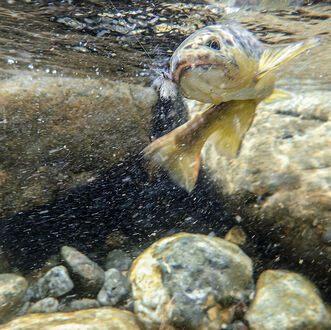 Wildbachfischen[ – Anleitung für ein Sommer-Abenteuer]