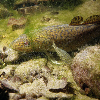 Trüschenfang im Fluss