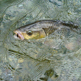 Mit der Fliege auf Fluss-Alet