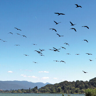 Immer Ärger mit dem Kormoran