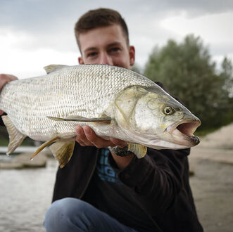 Der nicht so friedliche Friedfisch