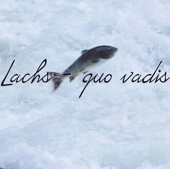 Quo vadis Lachs