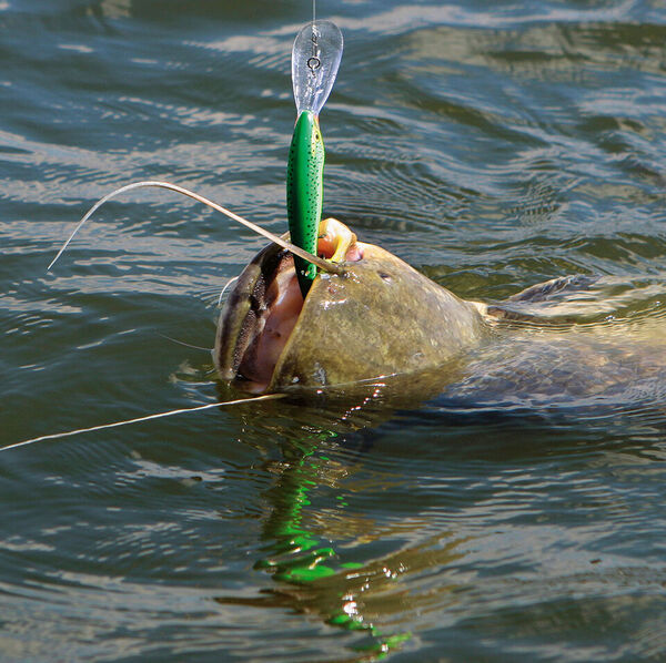 Schleppfischen auf Wels