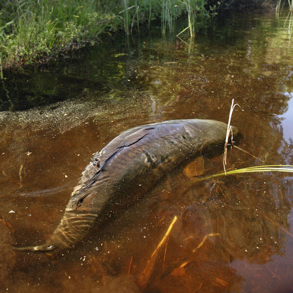 Karpfenfang im Flachen