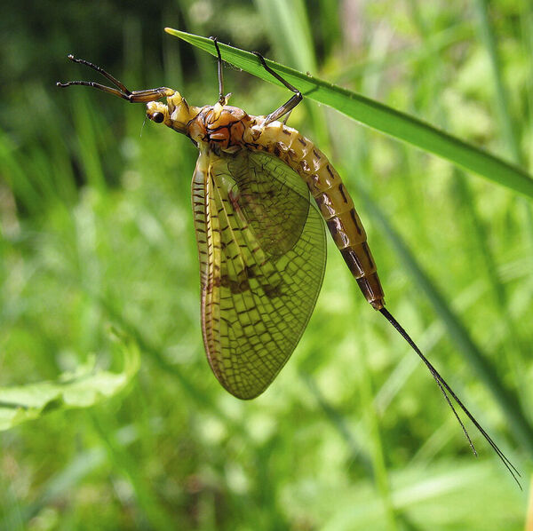 Kleine Insektenkunde