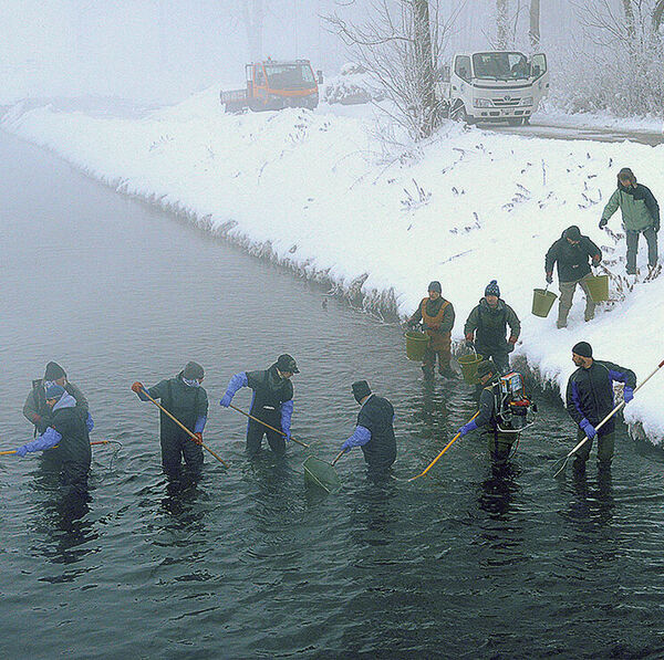 Fische erfolgreich «gezügelt»