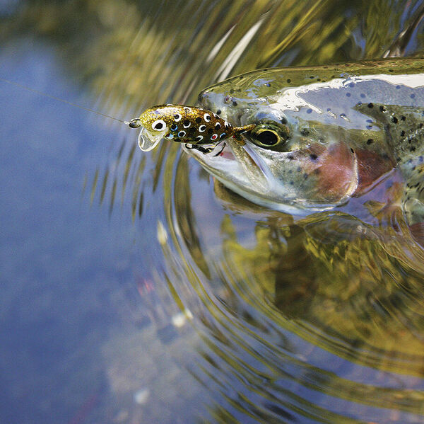 Mini-Wobbler für Maxi-Forellen