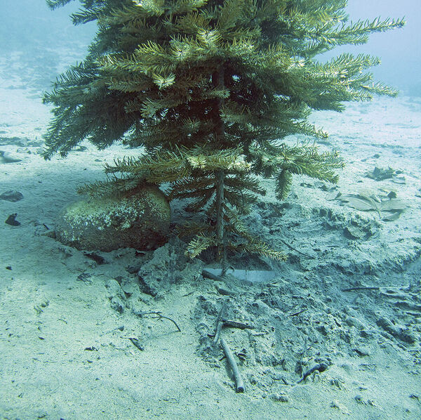 Eglibaumprojekt Thunersee