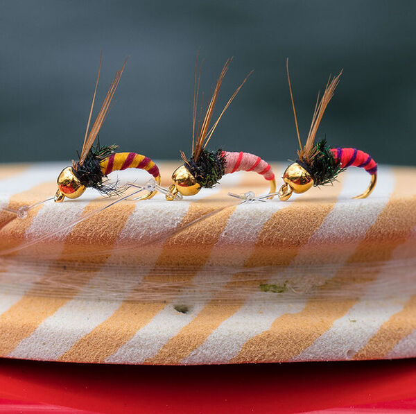 Salmoniden-Trio mit «Mückensatz»