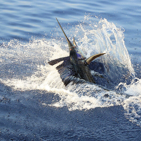 Dharavandhoo – Die Insel am Sailfish-Highway