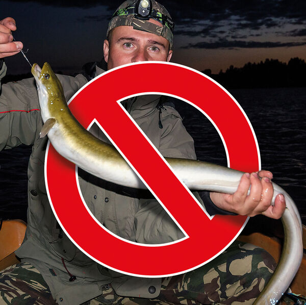 Anguille - interdiction de pêche dans toute la Suisse !
