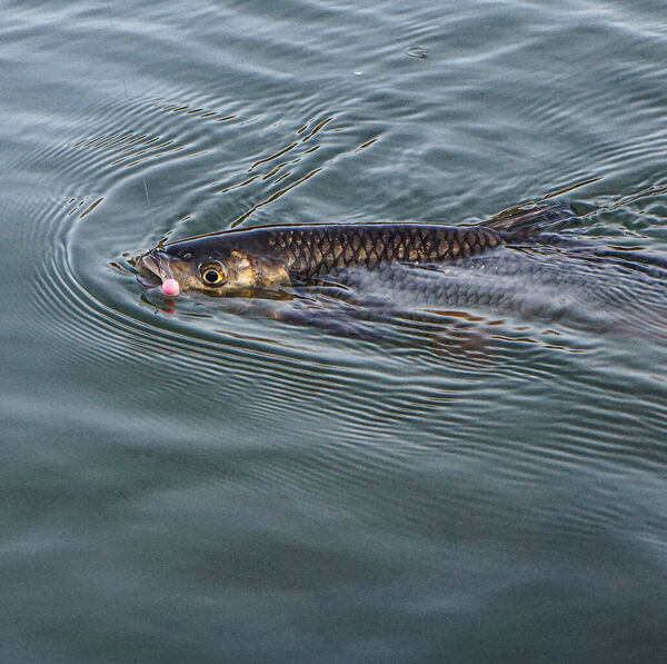 Im Vorfrühling auf Friedfisch