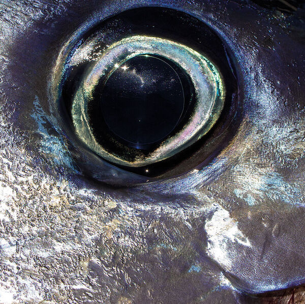 Auge in Auge mit den Fischen