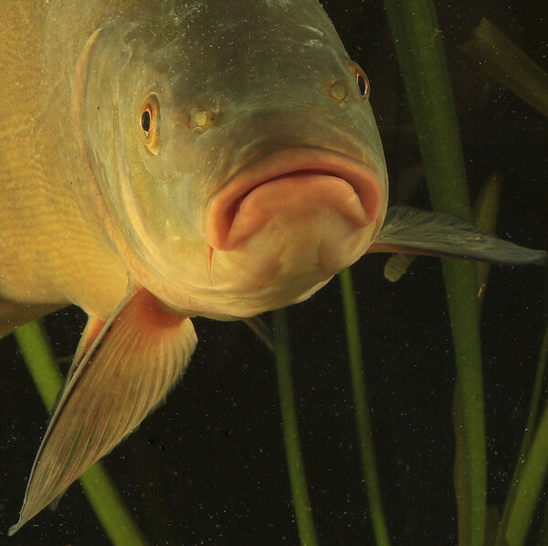 Das Geruchs- und Geschmacksorgan der Fische