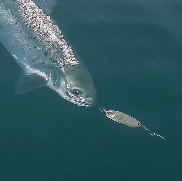 Schleppfischen mit Ruten [| Teil 3]