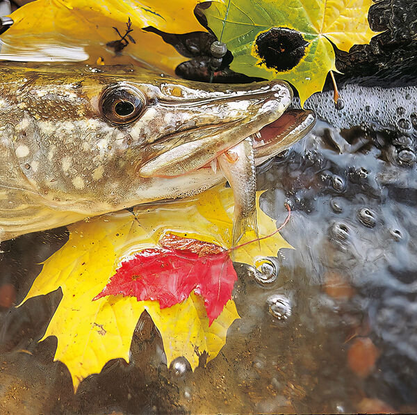 Unsterblich: Köderfische