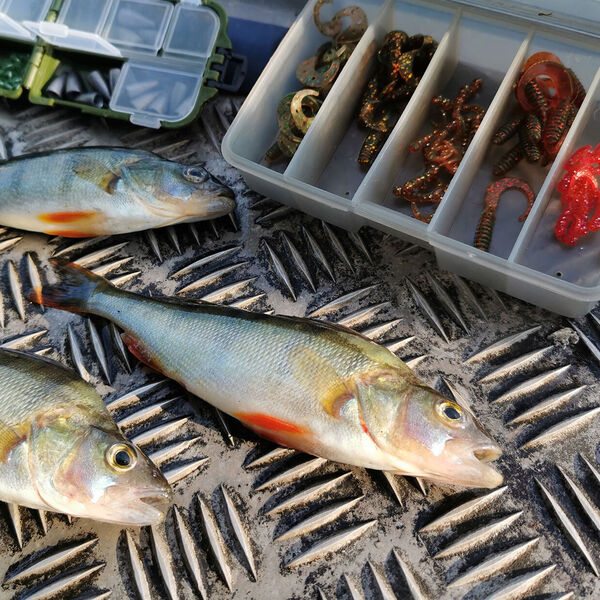 Egli fühlern mit Laufblei und Twister