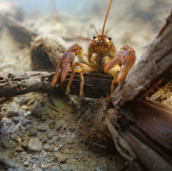 Flusskrebse der Schweiz