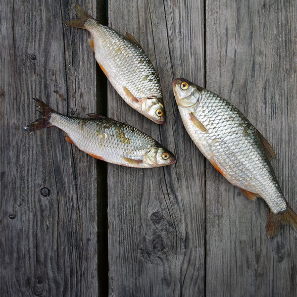 [Schwalen |] Ein Fisch für alle