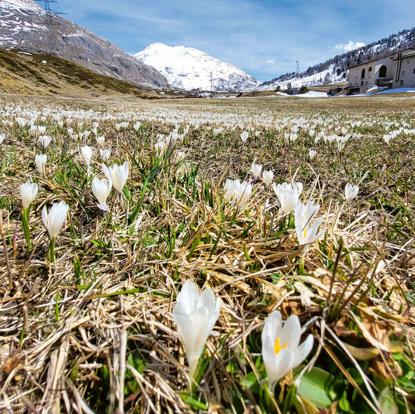 Frühlings Erwachen im Bündnerland