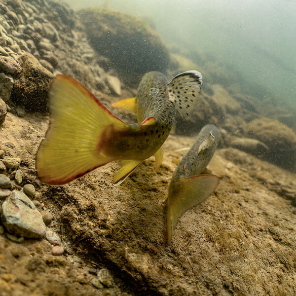 Sterblichkeit beim Fischen reduzieren