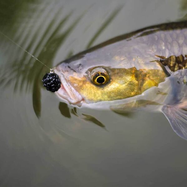 Aletfieber in Frankreich
