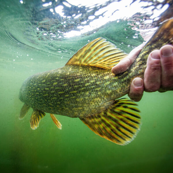 Jagd auf Grosshechte