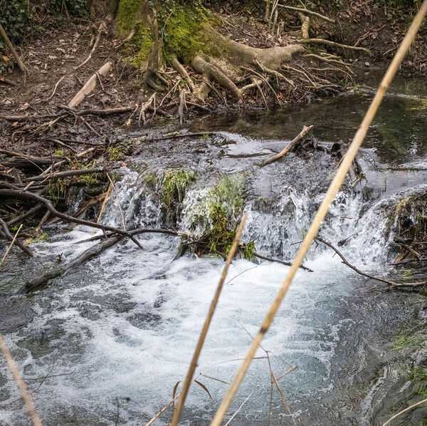 Es war einmal ein Bachforellengewässer