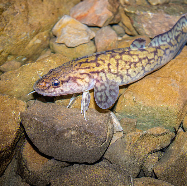 [Neue Ideen für Trüschen:] Fallen stellen mit Finesse