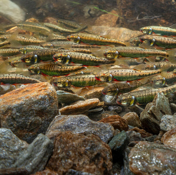 Fisch des Jahres 2026 – Elritze