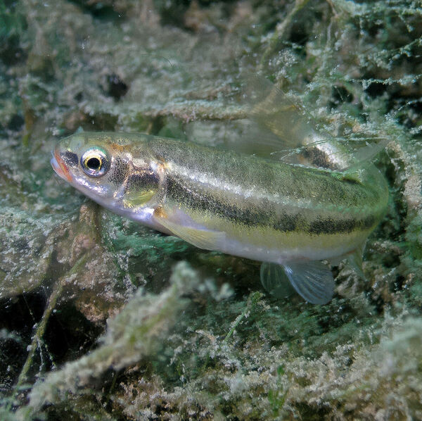 [Elritze – Fisch des Jahres 2026]</br>Klein aber oho!