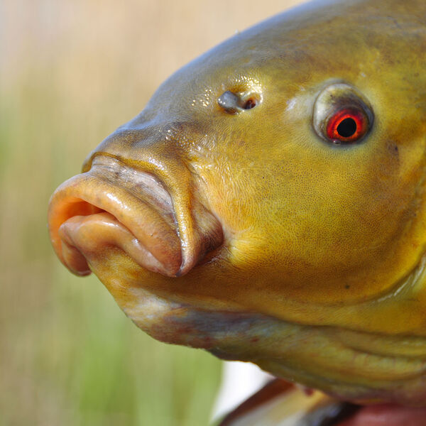 [Schleie:] Ein perfekter Aprilfisch!