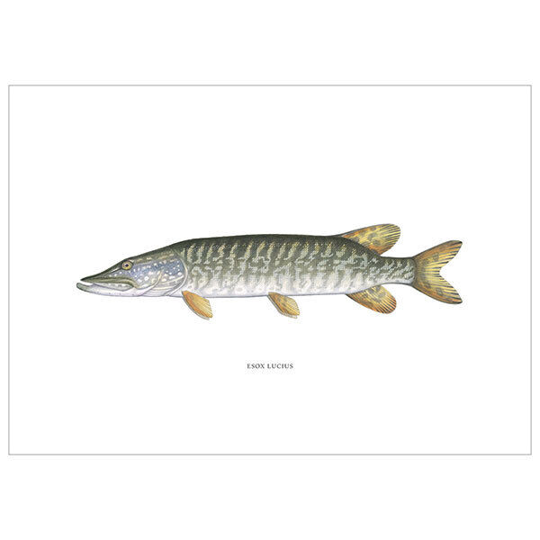 [Fine Art Print] brochet