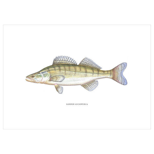 [Fine Art Print] Lucioperca