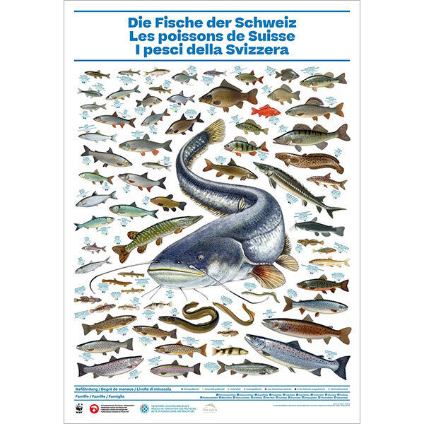 [Poster: ]Die Fische der Schweiz
