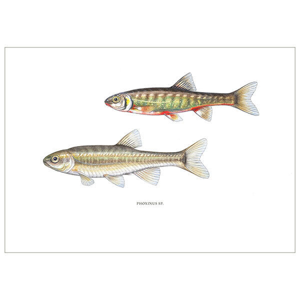 [Fine Art Print] Vairon