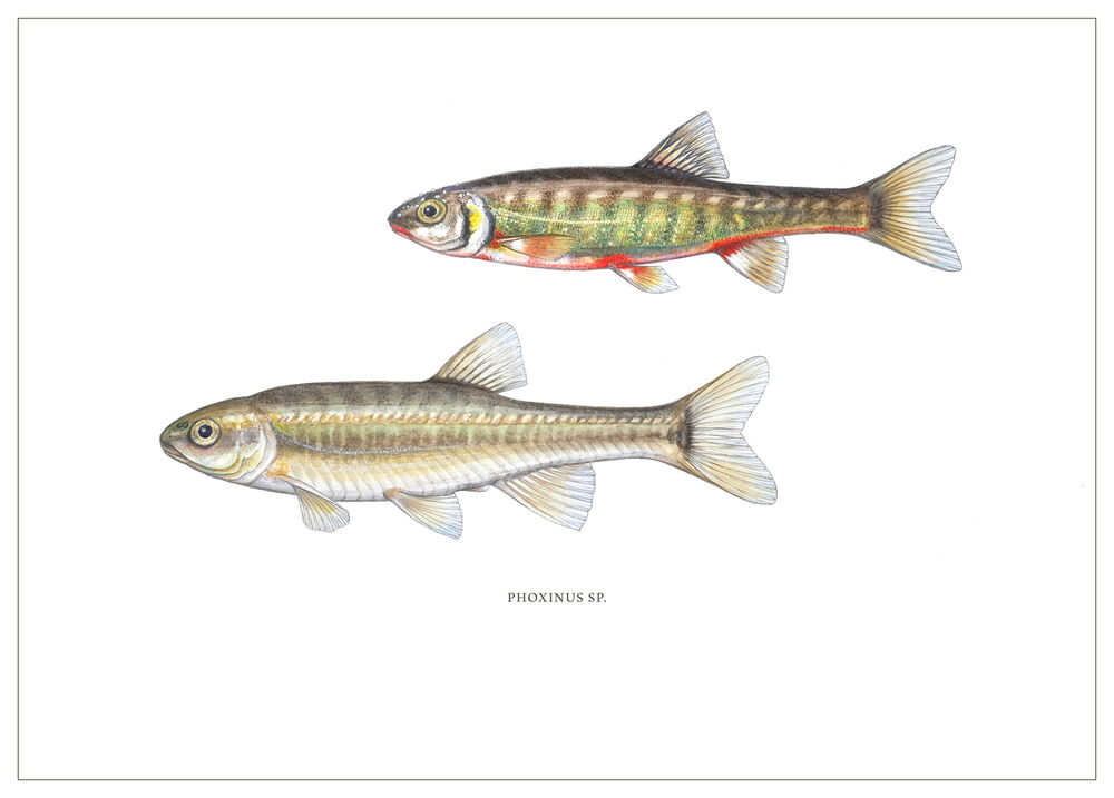 [Fine Art Print] Vairon