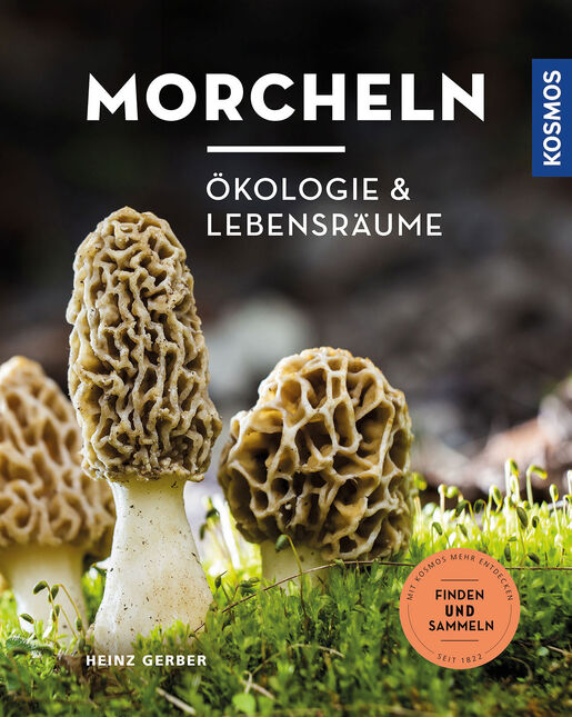 Morcheln [| Ökologie & Lebensräume]