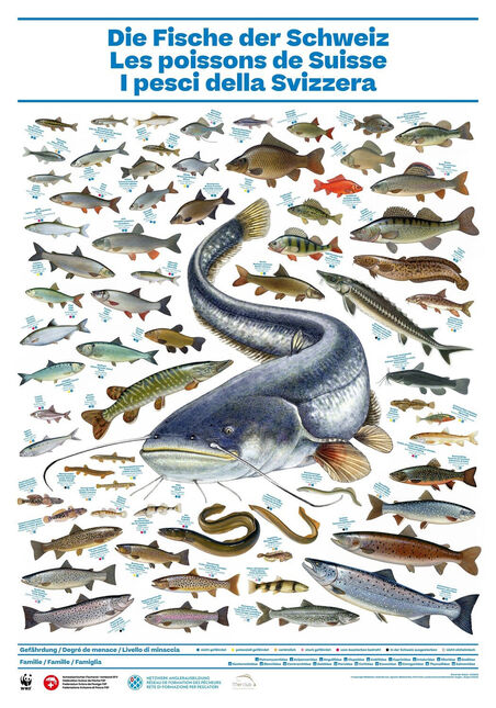 [Poster: ]Die Fische der Schweiz