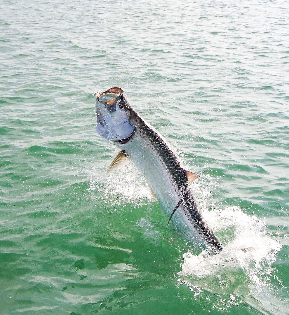 Tarpon Der ultimative Fisch petriheil.ch Dein Schweizer